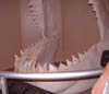 Fossil Shark Teeth
