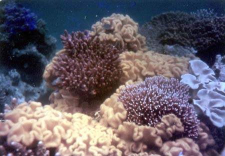Underwater Reefs [Nandi Bay by Tom Sanders]